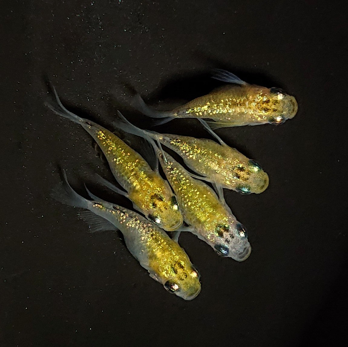【現物】夜桜ゴールドだるま 5匹 オス2メス3 4533