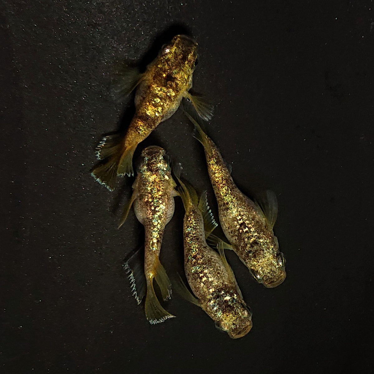 【現物】金箔和墨だるま 2ペア 4535