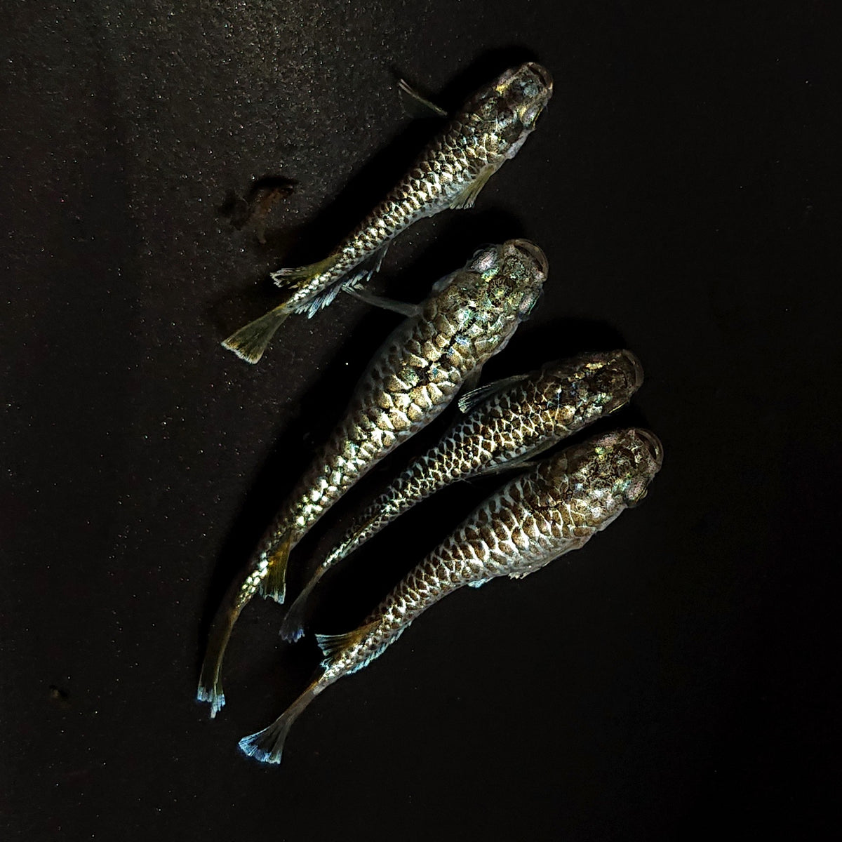 【現物】金華龍 4匹 オス1メス3 4547