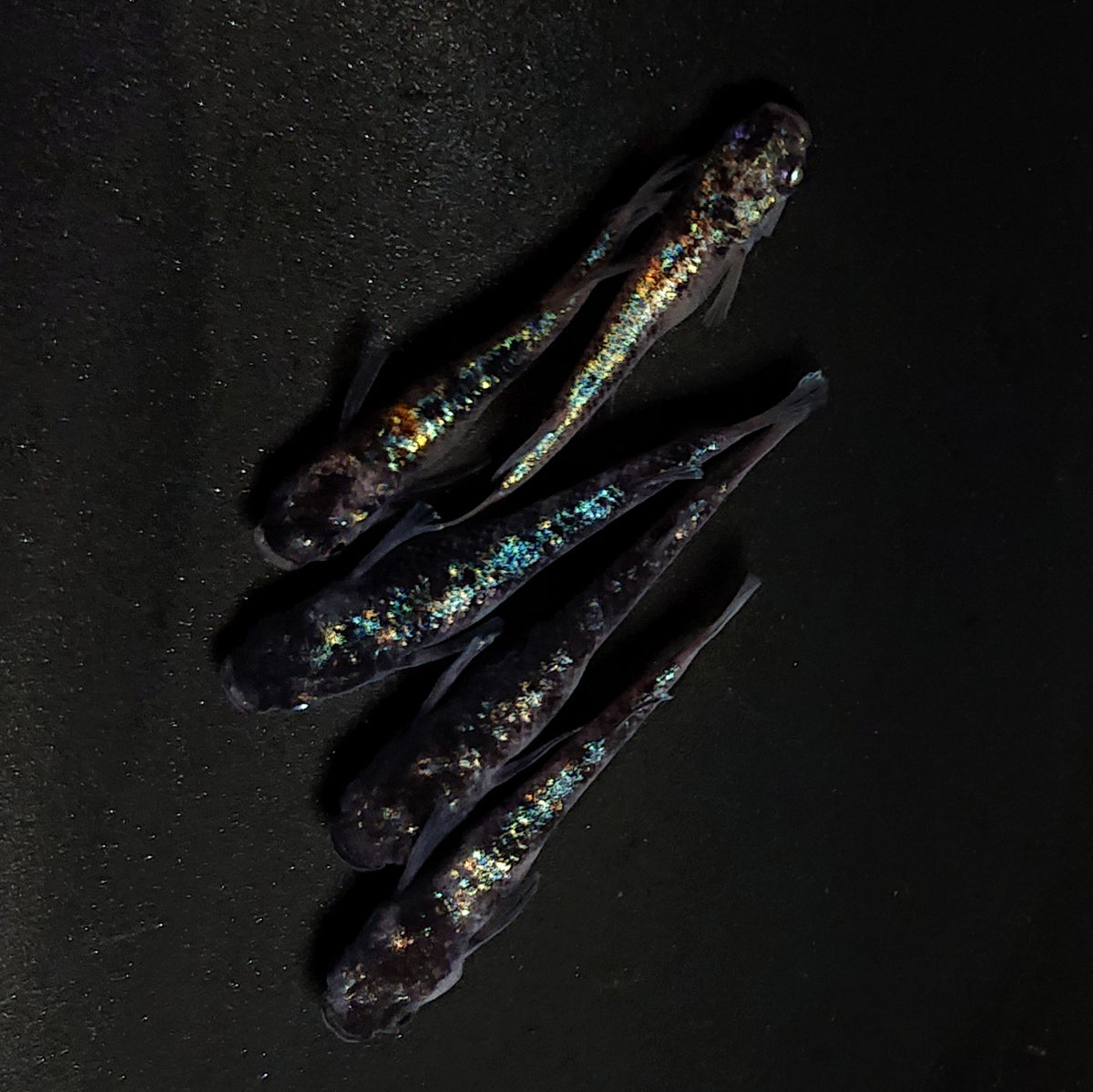 【現物】桔梗菊ブラック 5匹 オス2メス3 4568