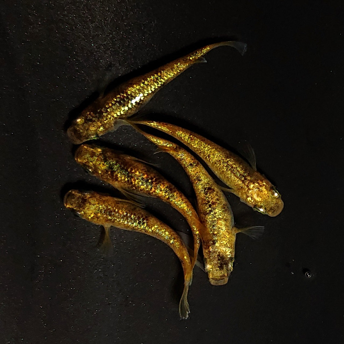 【現物】金塊 X 5匹 オス2メス3 4584