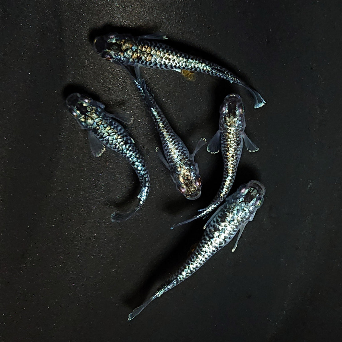 【現物】蒼龍鱗 5匹 オス2メス3 4581