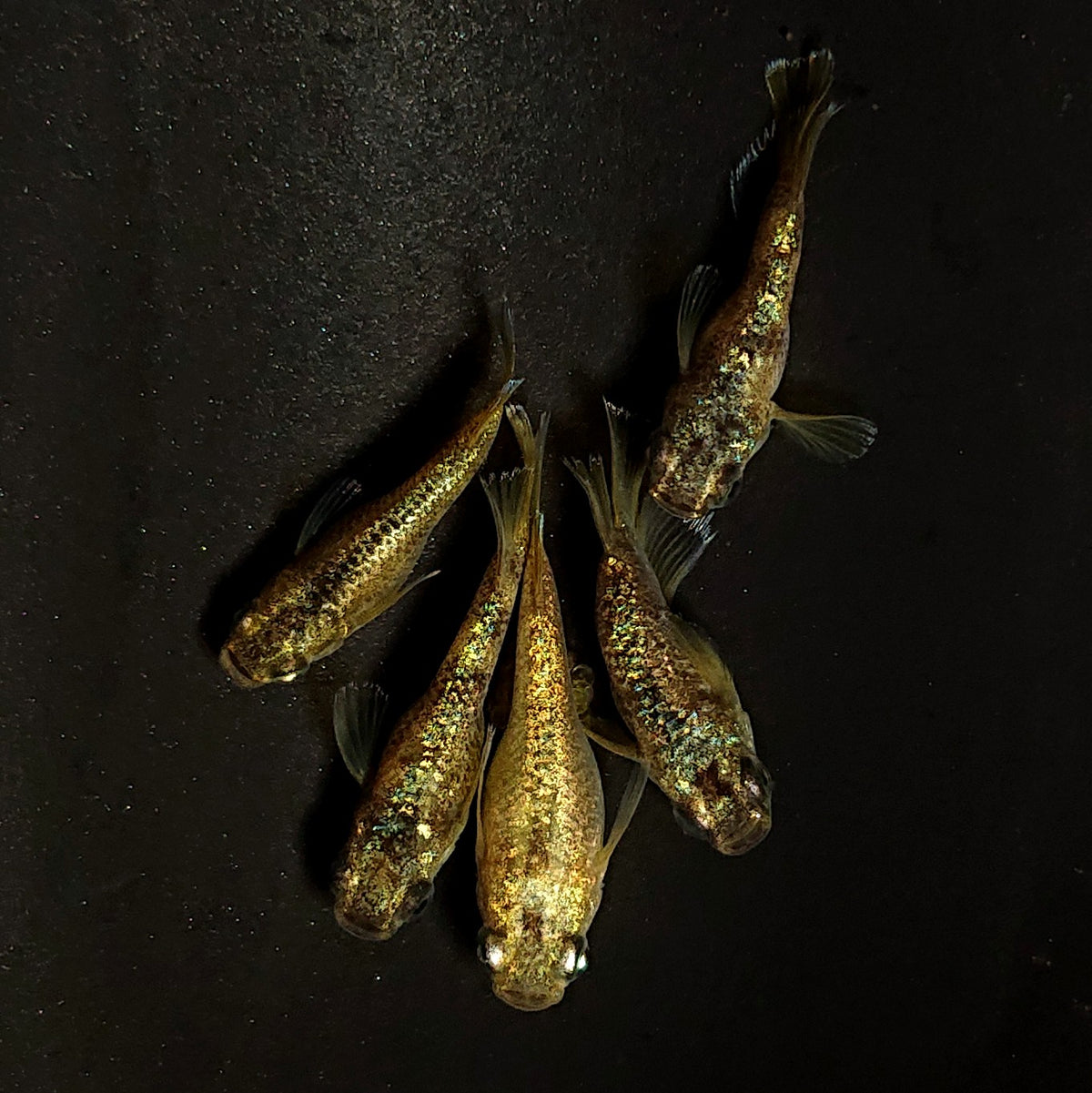 【現物】金箔和墨だるま 5匹 オス3メス2 4588