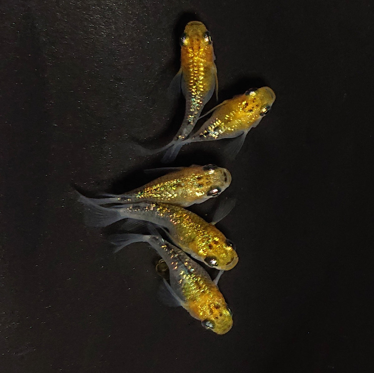 【現物】【上物】夜桜ゴールドだるま 5匹 オス3メス2 4622