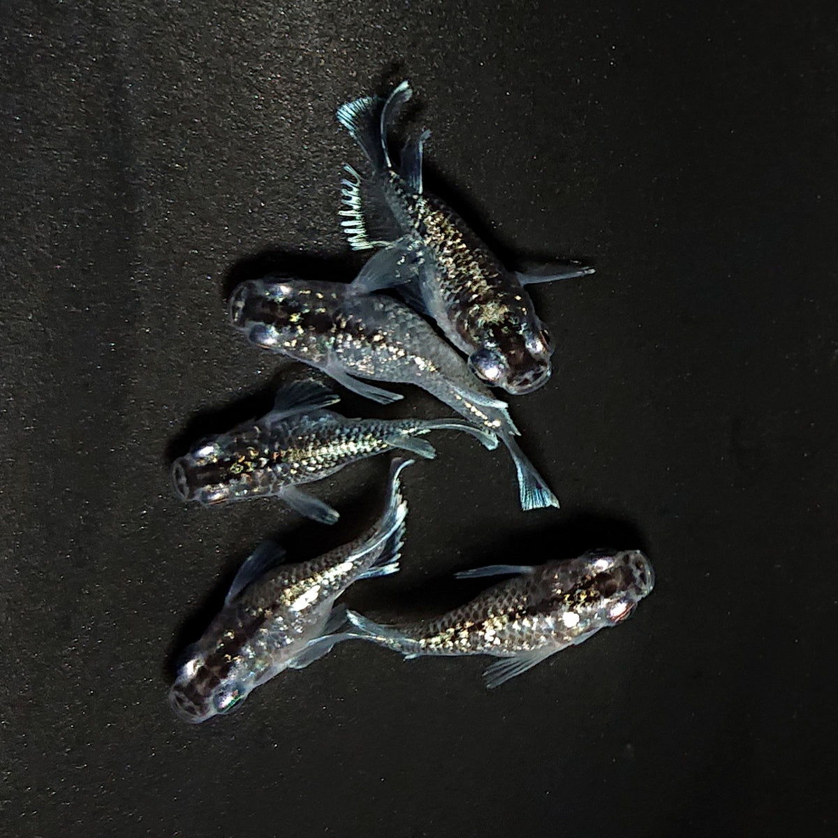 【現物】クリスタルブラック本だるま 5匹 オス3メス2 ヒカリ体型入り 4621