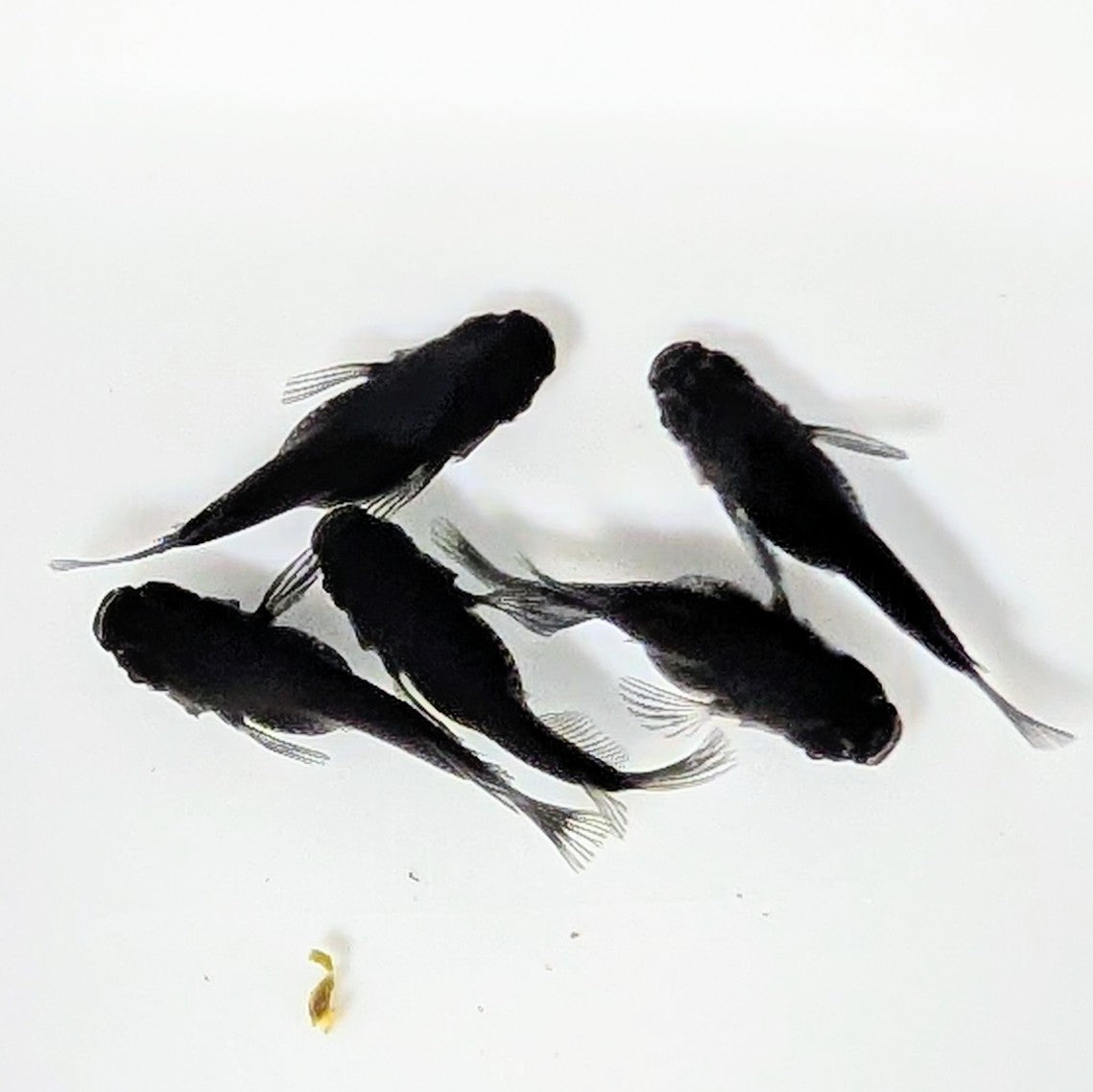 【現物】オロチだるま 5匹 オス2メス3 4253