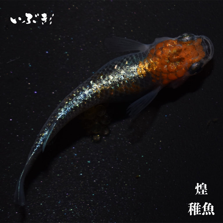 【稚魚】煌(きらめき) 指宿(いぶすき)メダカ 稚魚10匹