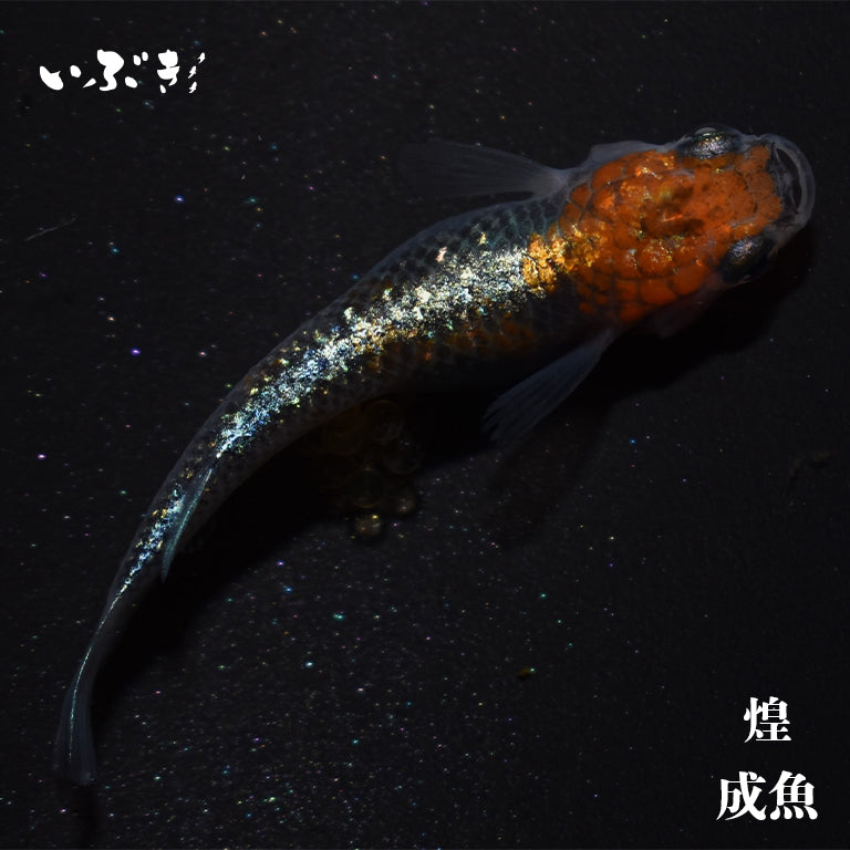 煌(きらめき) 指宿(いぶすき)メダカ 成魚5匹