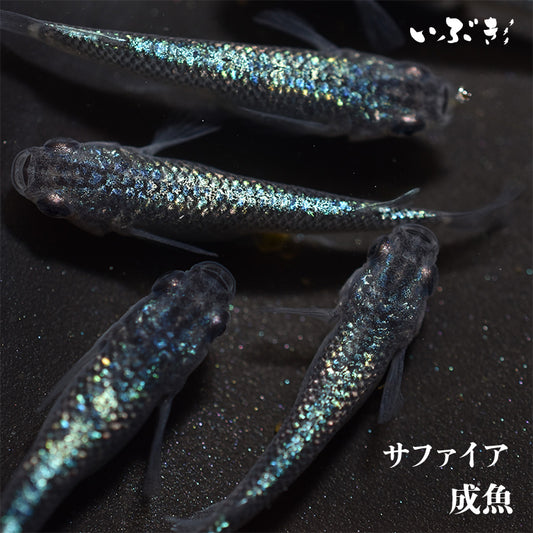 サファイア(さふぁいあ) 指宿(いぶすき)メダカ ペア