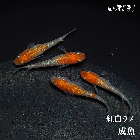 紅白ラメ(こうはくらめ) 指宿(いぶすき)メダカ ペア