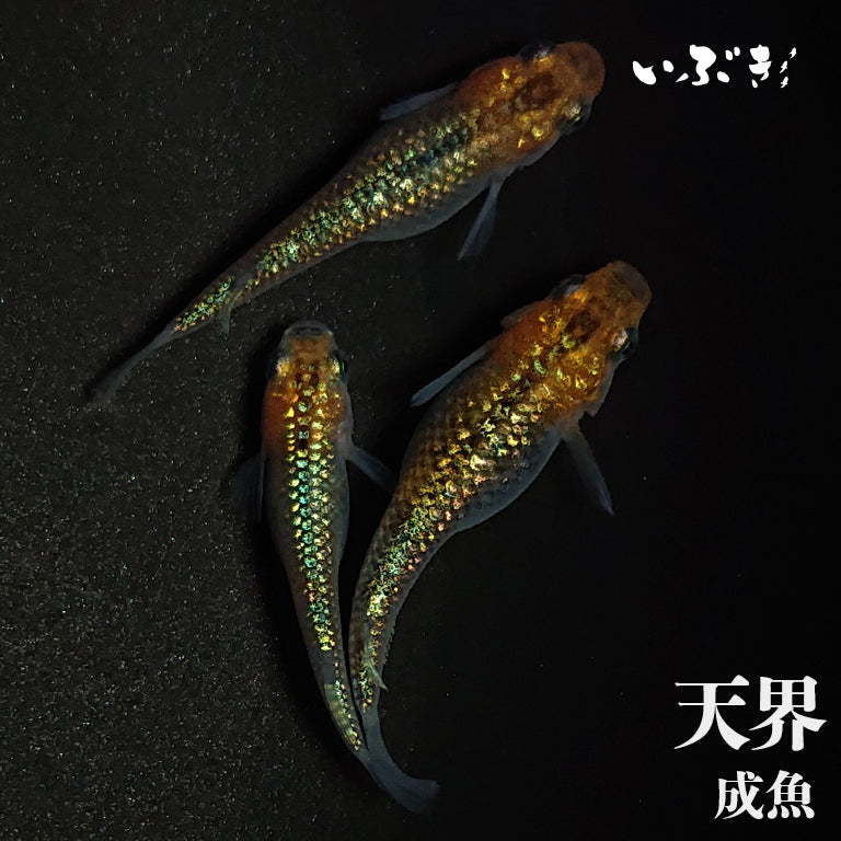 魚飼育グッズ 別個販売も承ります！ - 水草