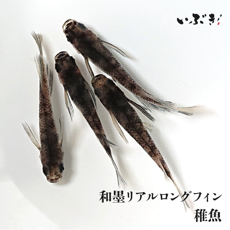 稚魚】和墨リアルロングフィン(わずみりあるろんぐふぃん) 指宿(いぶすき)メダカ 稚魚10匹 – いぶき | 指宿メダカとミジンコの通信販売