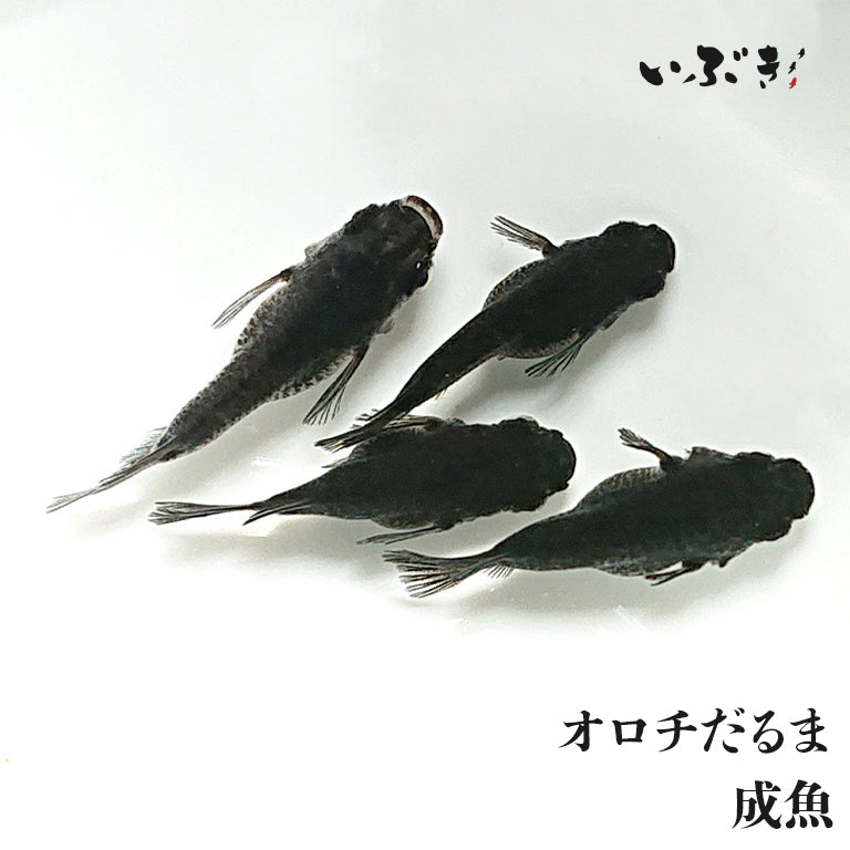 オロチだるま(おろちだるま) 指宿(いぶすき)メダカ ペア