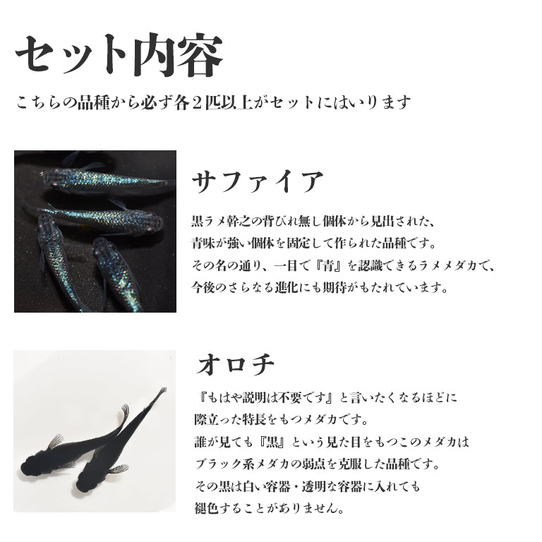 【保障2匹付き】4品種保障 スーパーハイグレードメダカMIX サファイアパッケージ【送料無料(北海道・沖縄を除く)】指宿(いぶすき)メダカ 成魚10匹