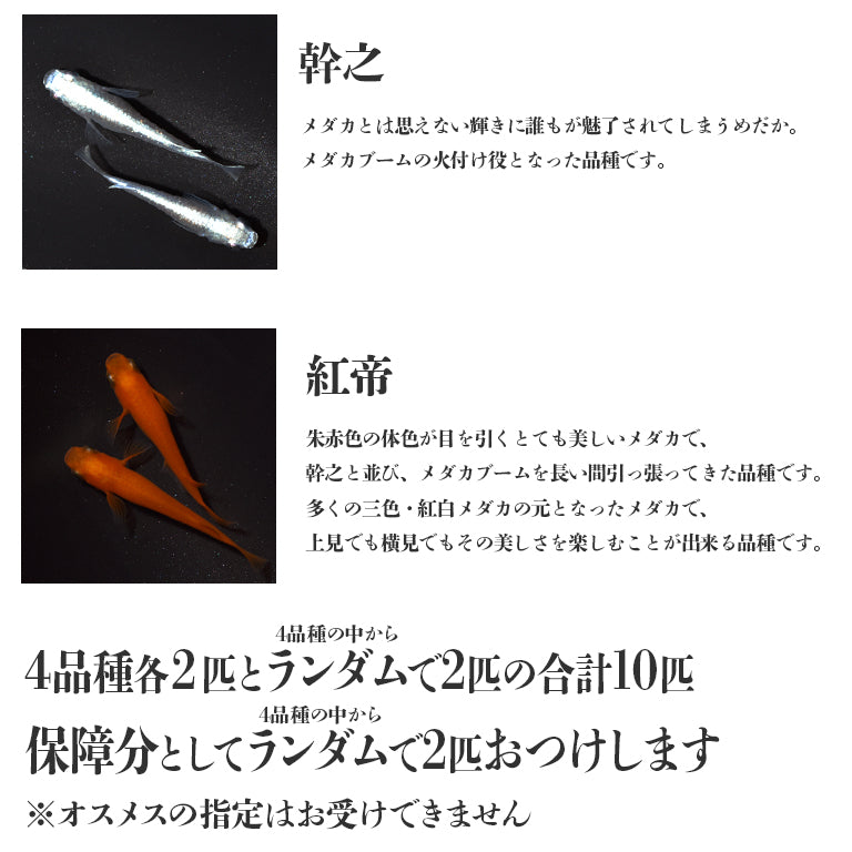 【保障2匹付き】4品種保障 スーパーハイグレードメダカMIX サファイアパッケージ【送料無料(北海道・沖縄を除く)】指宿(いぶすき)メダカ 成魚10匹