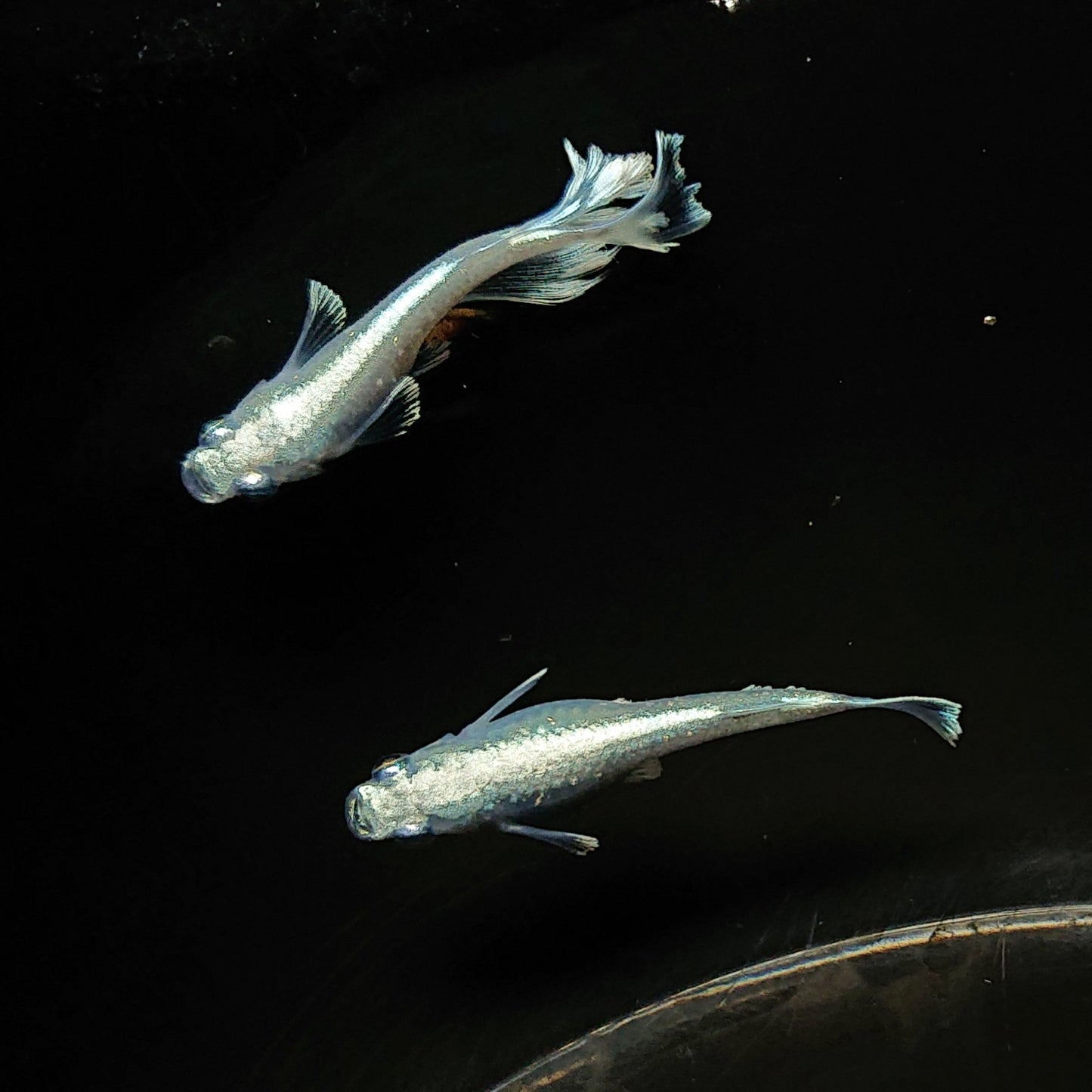 【現物】【上物】 マリアージュロングフィン 若魚 3匹 オス2メス1 0159