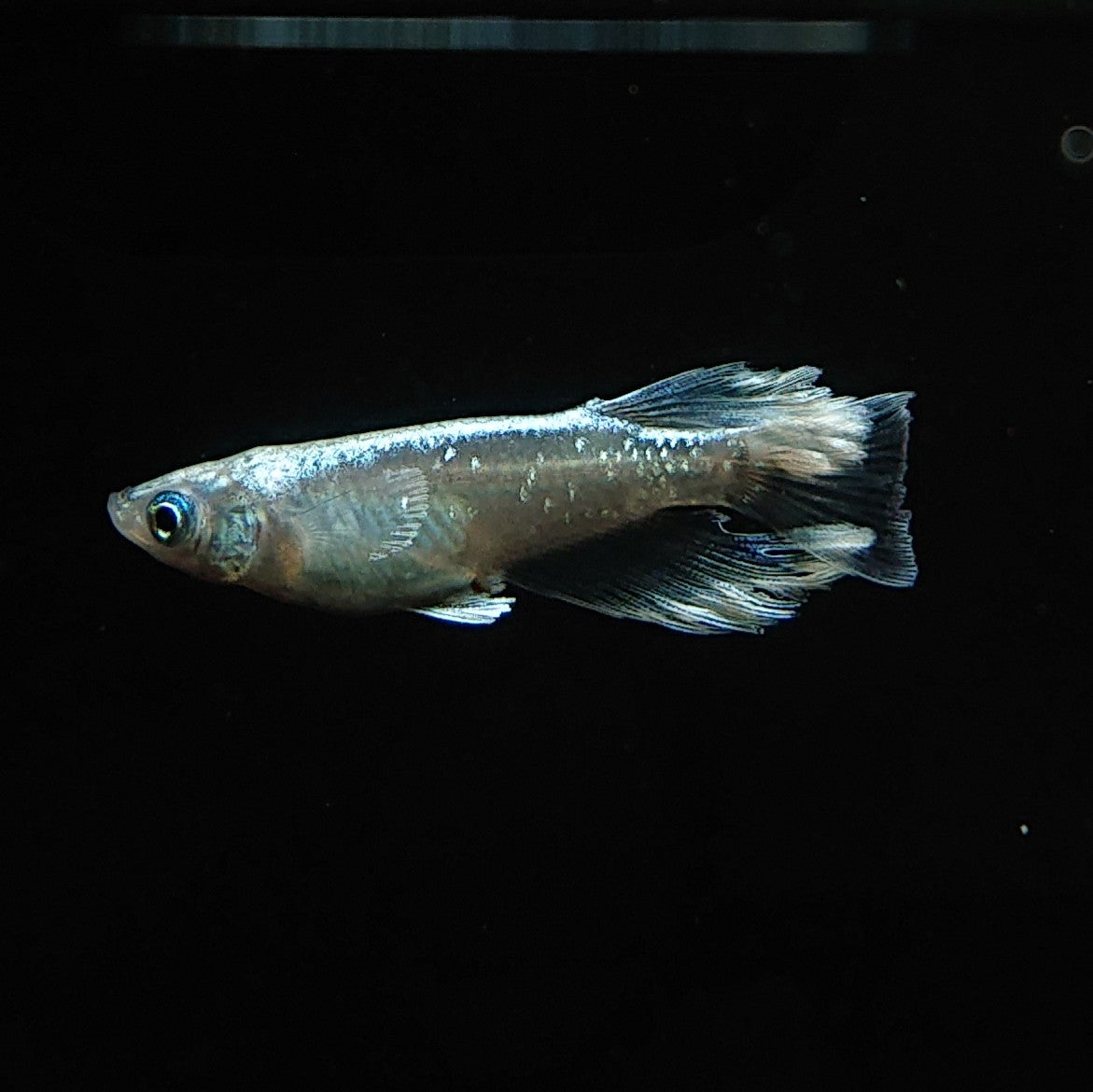 【現物】【上物】マリアージュロングフィン若魚 3匹 オス1メス2 0129