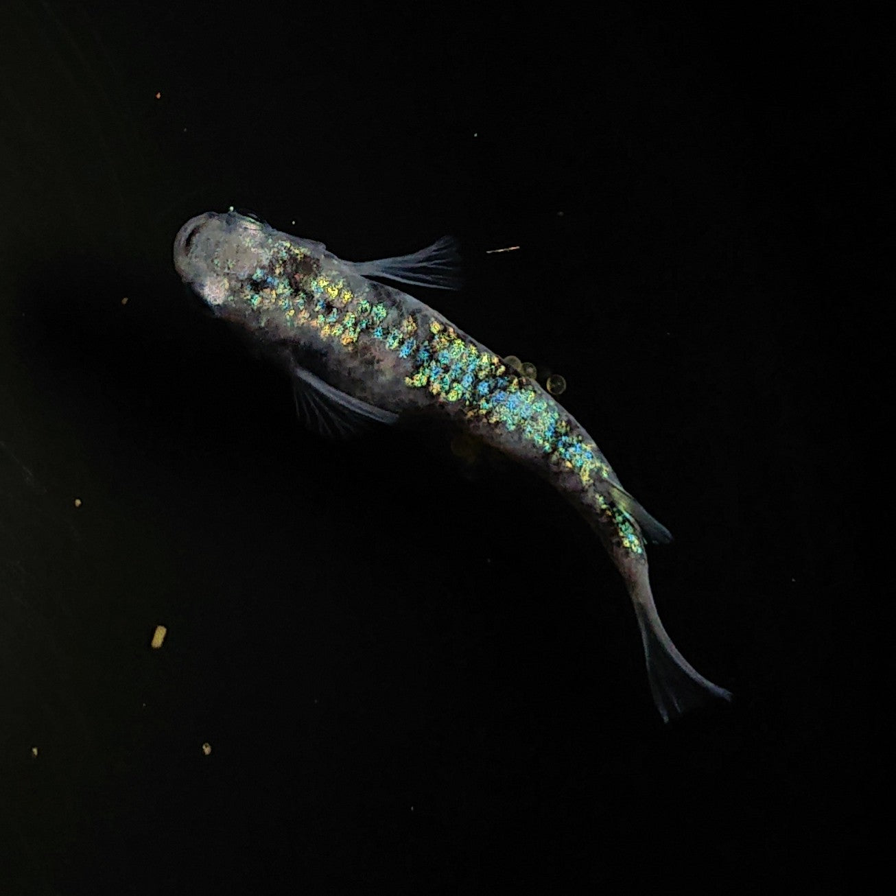 【現物】白斑ラメ幹之サファイア系 若魚 オス3メス2 0234