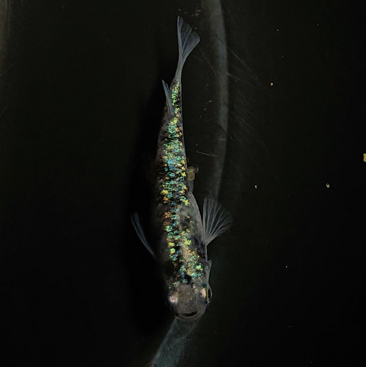 【現物】白斑ラメ幹之サファイア系 若魚 オス2メス1 0262