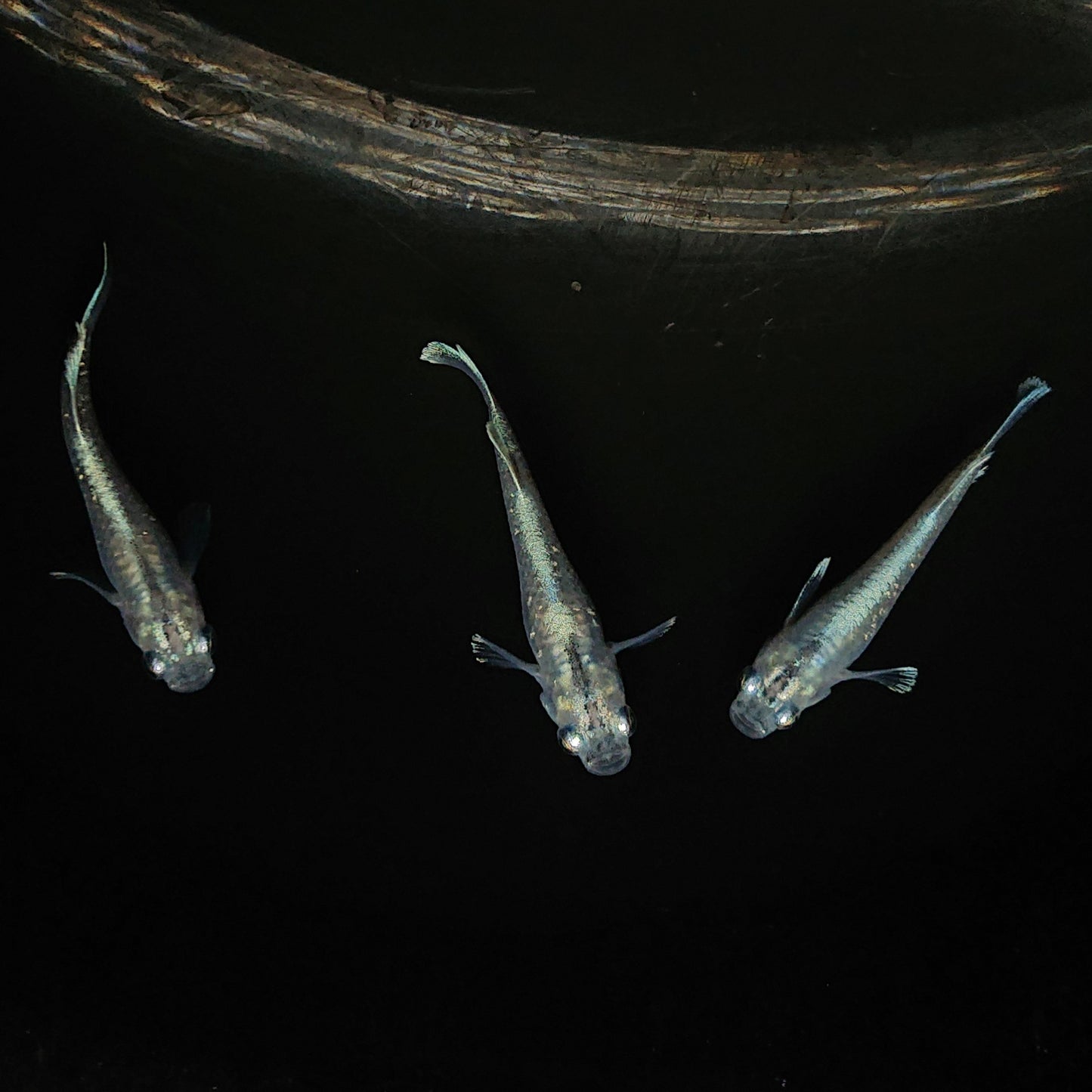 【現物】【上物】マリアージュロングフィン若魚 3匹 オス2メス1 0123
