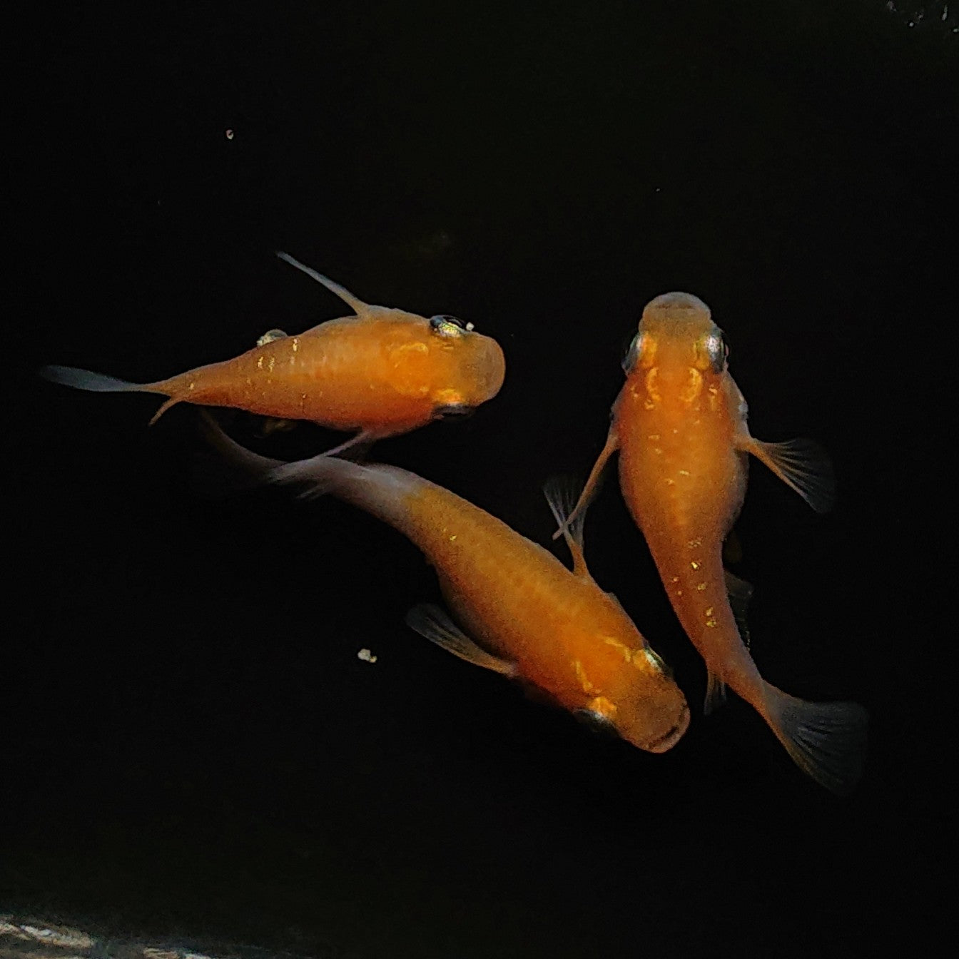 【現物】【レア個体】小町本だるま 赤勝ち 3匹 オス1メス2 0121