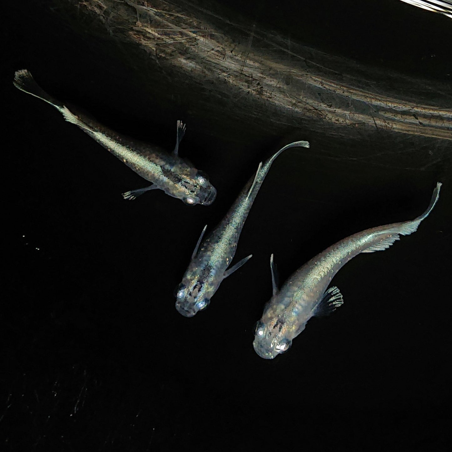 【現物】【上物】マリアージュロングフィン若魚 3匹 オス1メス2 0124