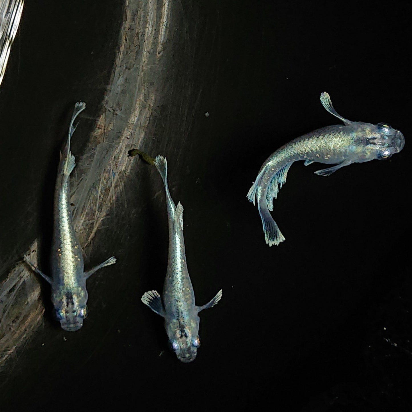【現物】【上物】マリアージュロングフィン若魚 3匹 オス1メス2 0129