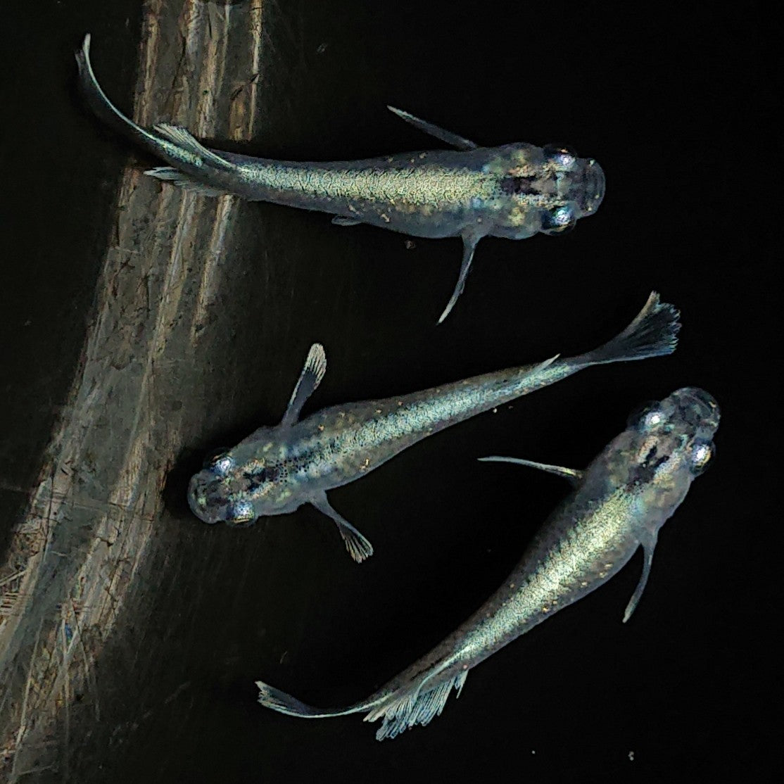 【現物】【上物】マリアージュロングフィン若魚 3匹 オス1メス2 0129