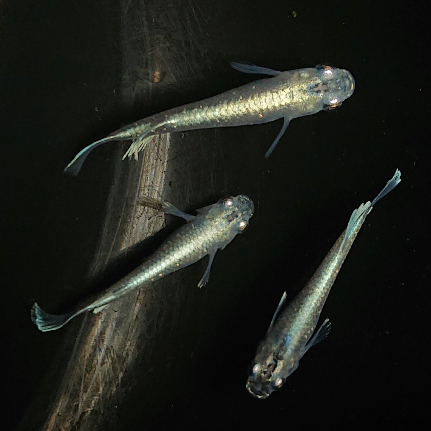 【現物】【上物】 マリアージュロングフィン 若魚 3匹 オス2メス1 0151