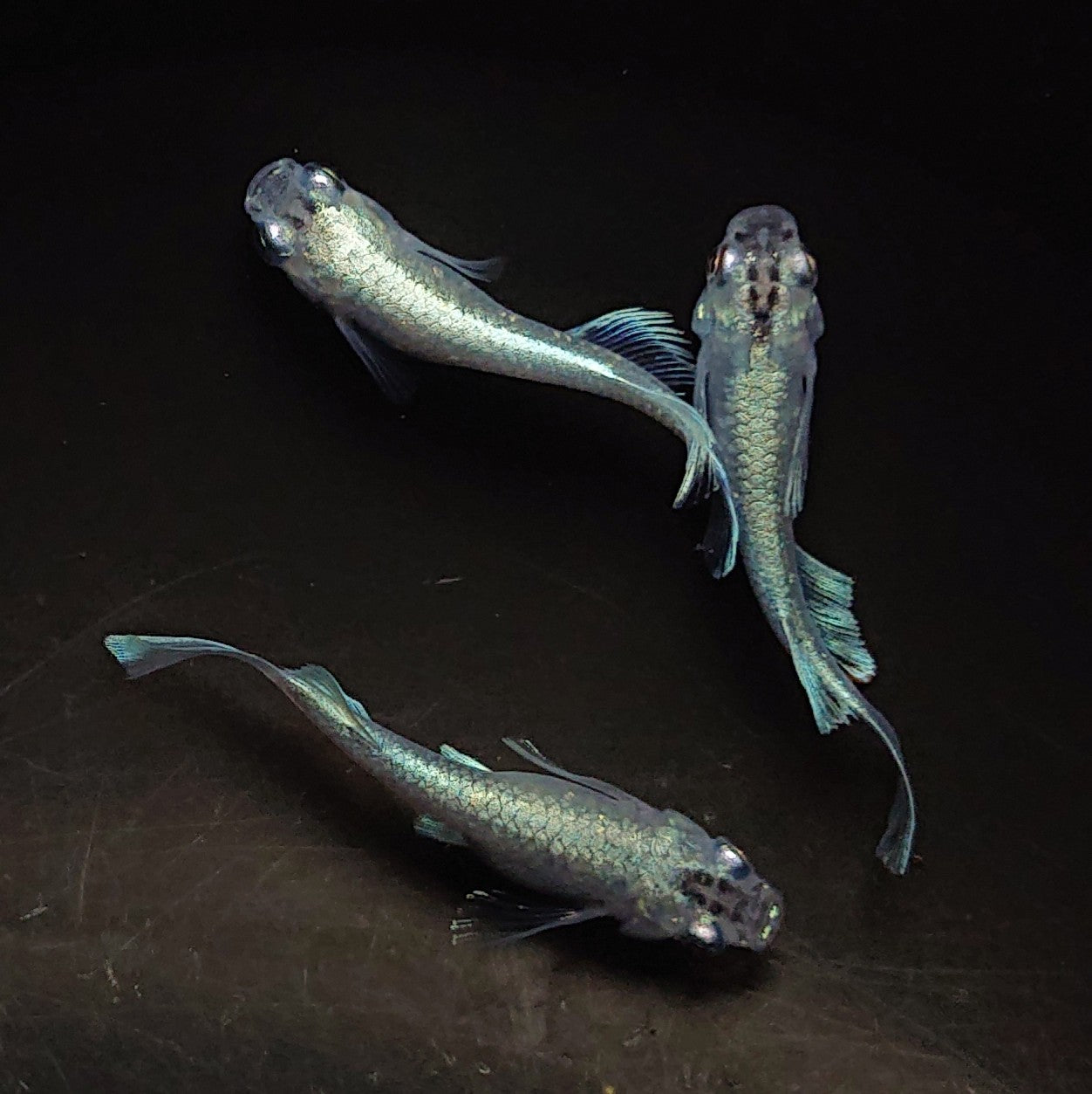 【現物】モルフォリアルロングフィン×垂水ロングフィン F4 若魚 オス1メス2 0161