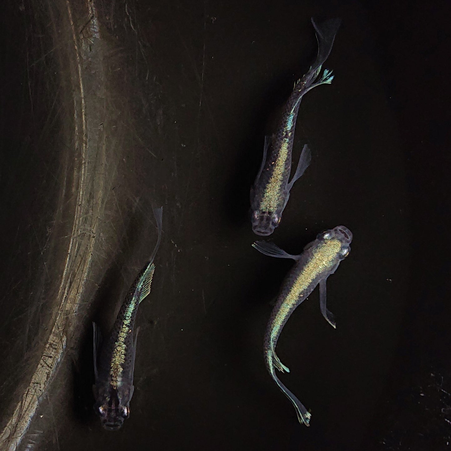 【現物】モルフォリアルロングフィン×エメラルドフィン F4 若魚 オス1メス2 0163