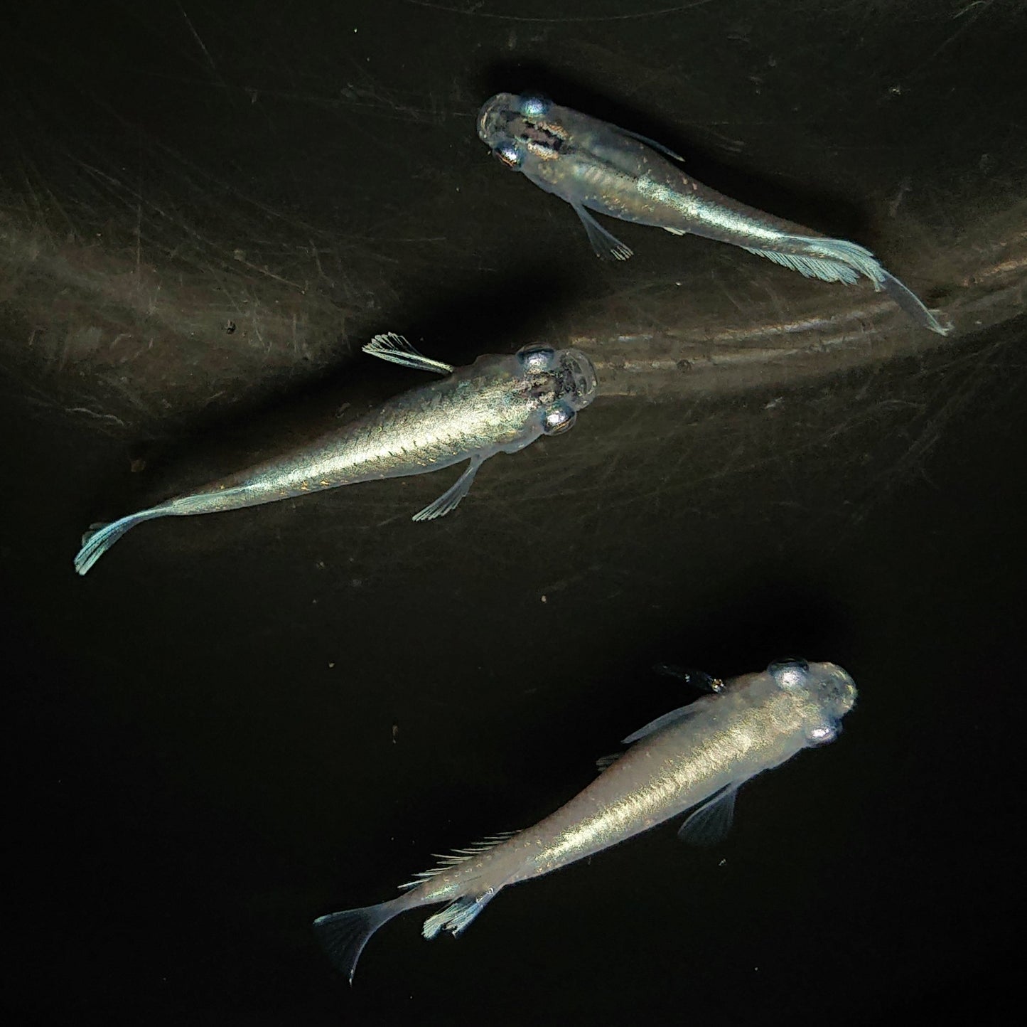 【現物】【上物】 マリアージュロングフィン 若魚 3匹 オス2メス1 0159