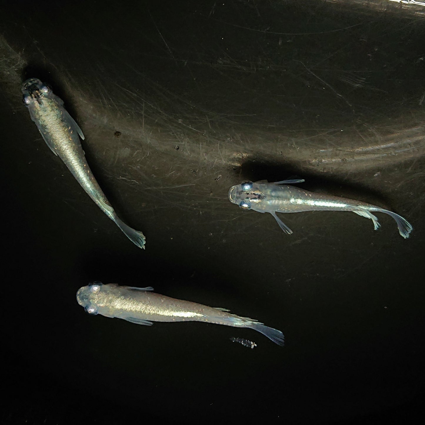 【現物】【上物】 マリアージュロングフィン 若魚 3匹 オス2メス1 0159