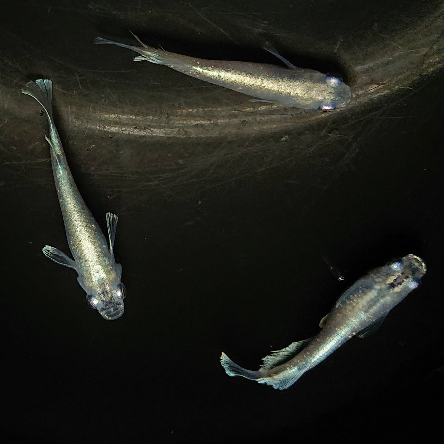 【現物】【上物】 マリアージュロングフィン 若魚 3匹 オス2メス1 0159