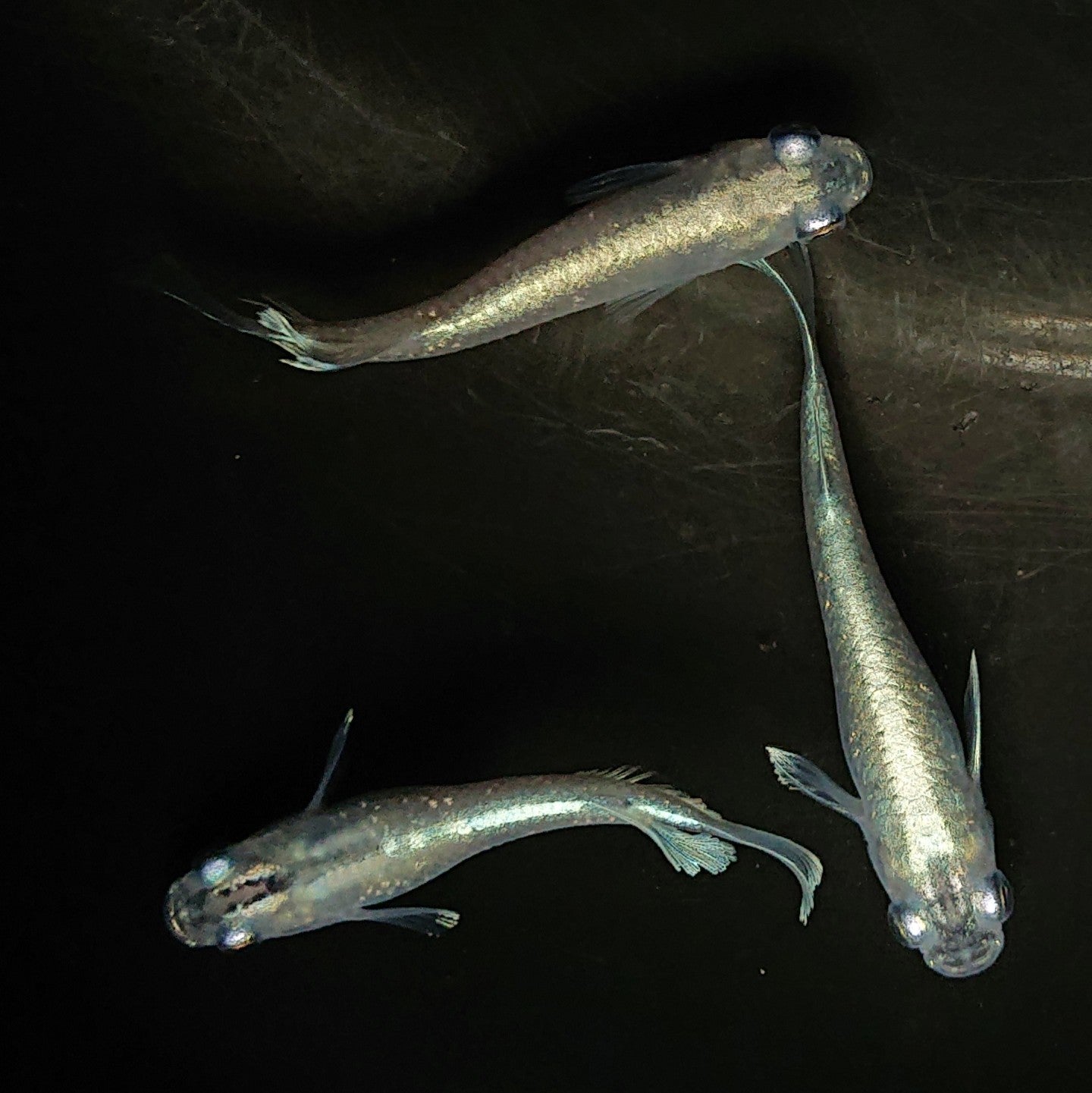 【現物】【上物】 マリアージュロングフィン 若魚 3匹 オス2メス1 0159