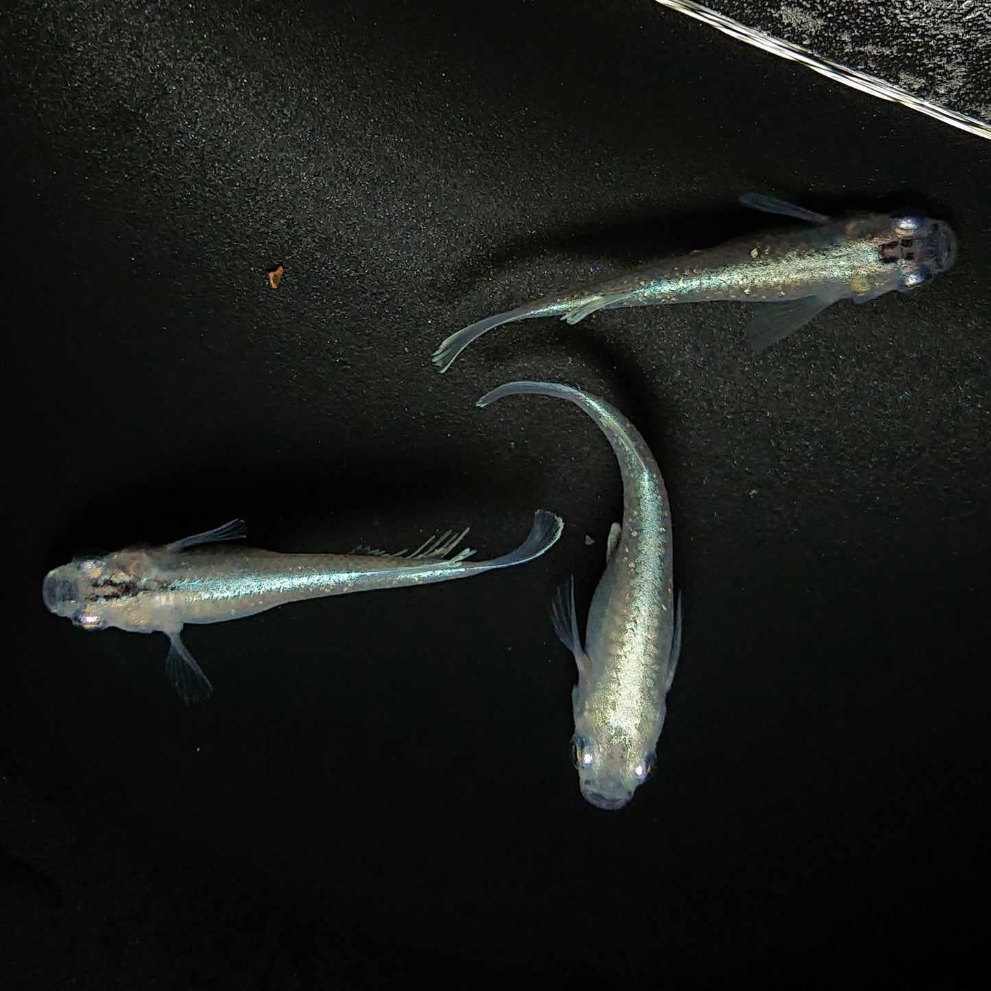 【現物】モルフォリアルロングフィン×垂水ロングフィン F4 若魚 オス1メス2 0167