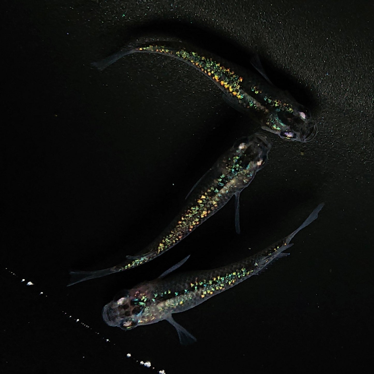 【現物】サボラメ 3匹 オス1メス2 0170