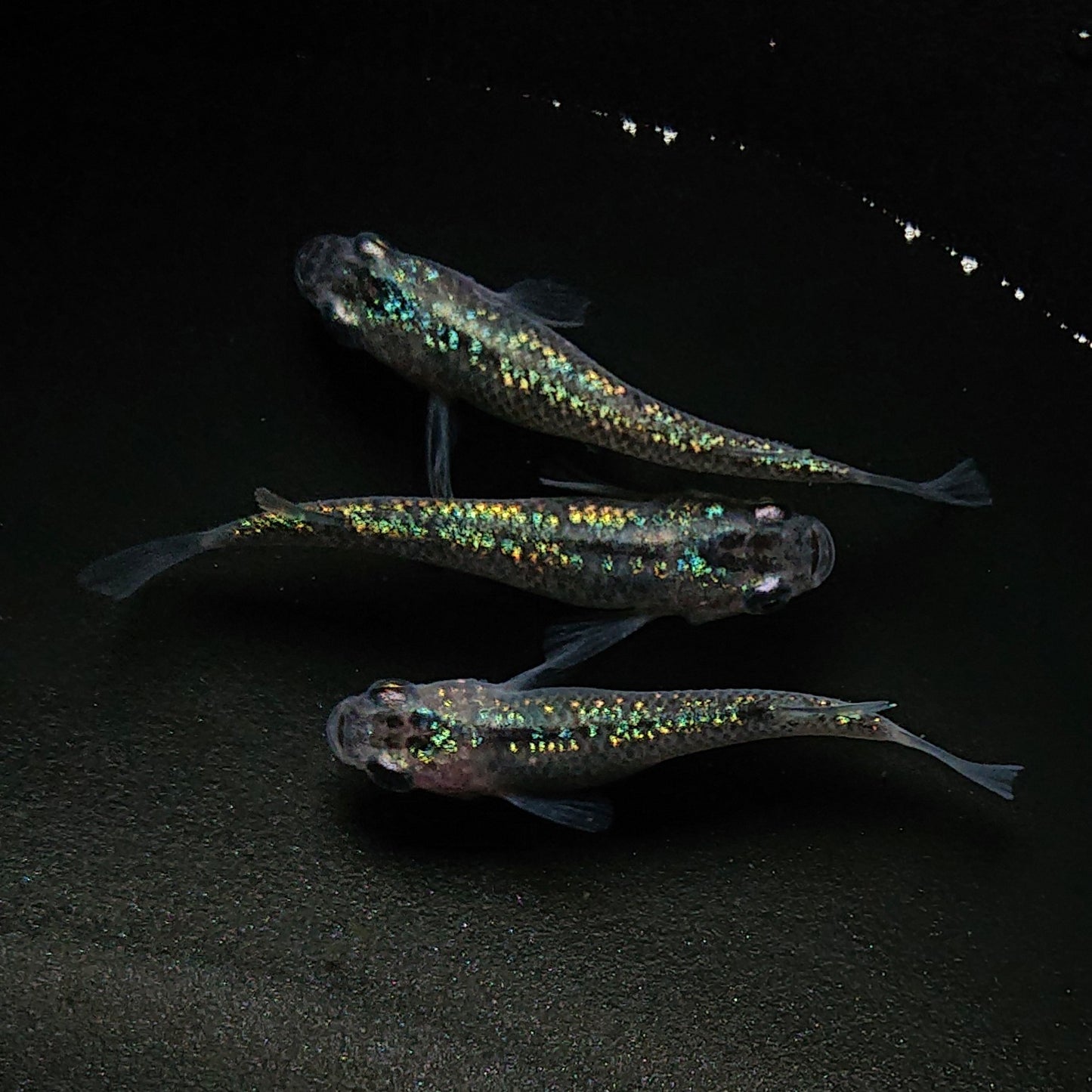 【現物】サボラメ 3匹 オス1メス2 0170