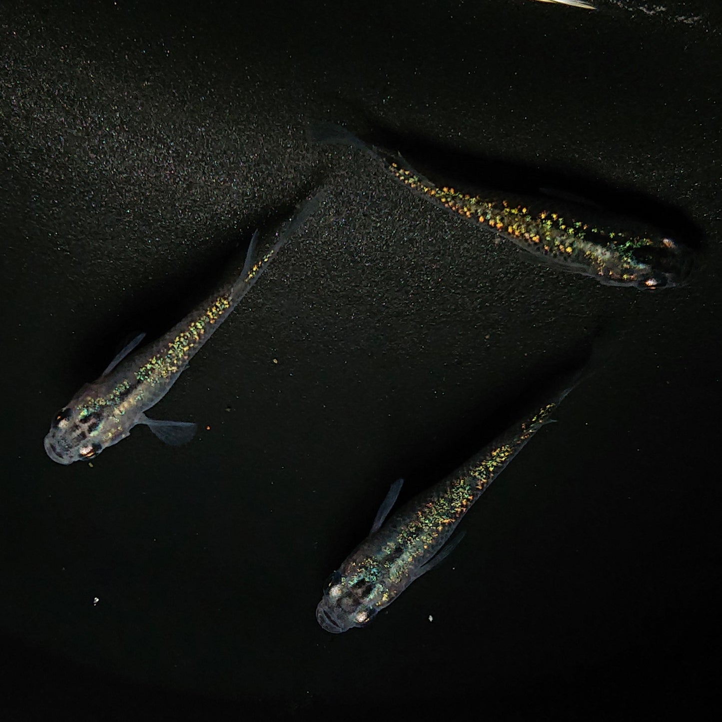 【現物】サボラメ 3匹 オス1メス2 0178