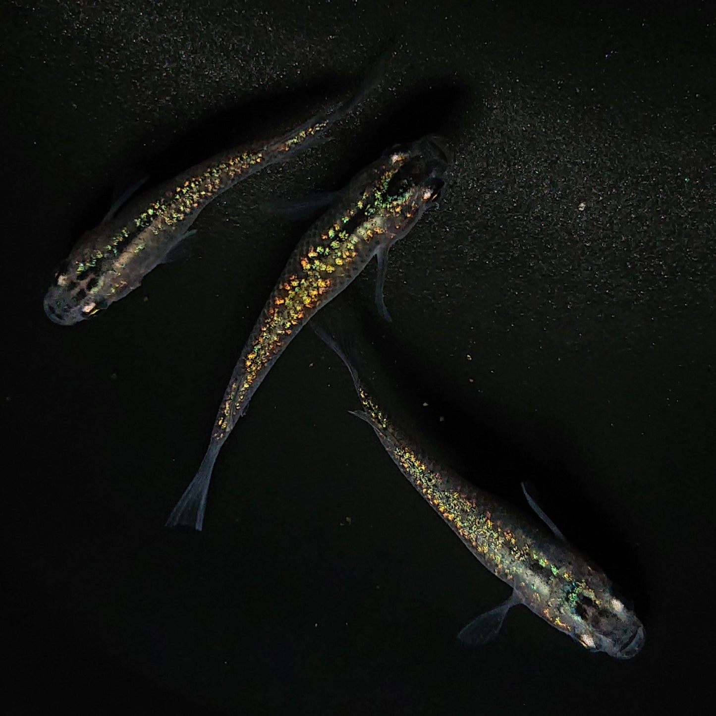 【現物】サボラメ 3匹 オス1メス2 0178