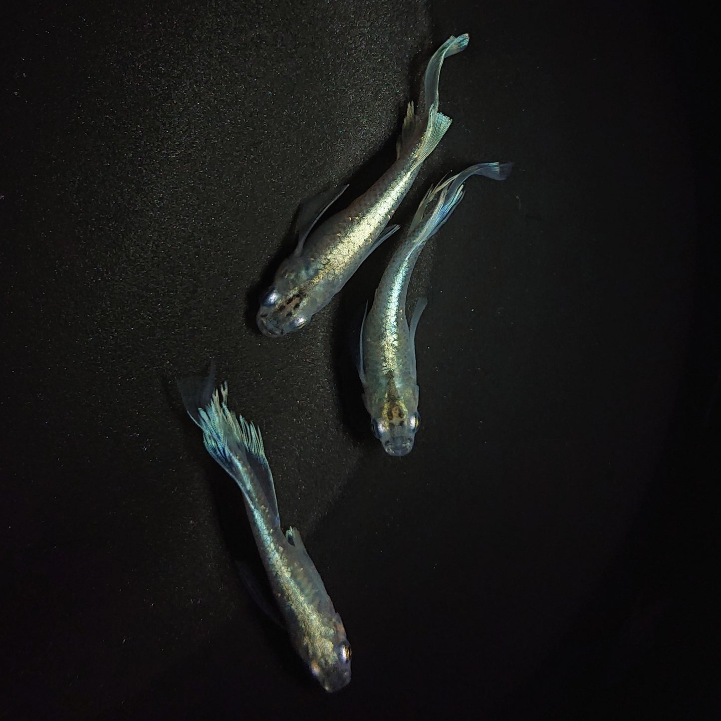 【現物】モルフォリアルロングフィン×垂水ロングフィン F4 若魚 オス2メス1 0185