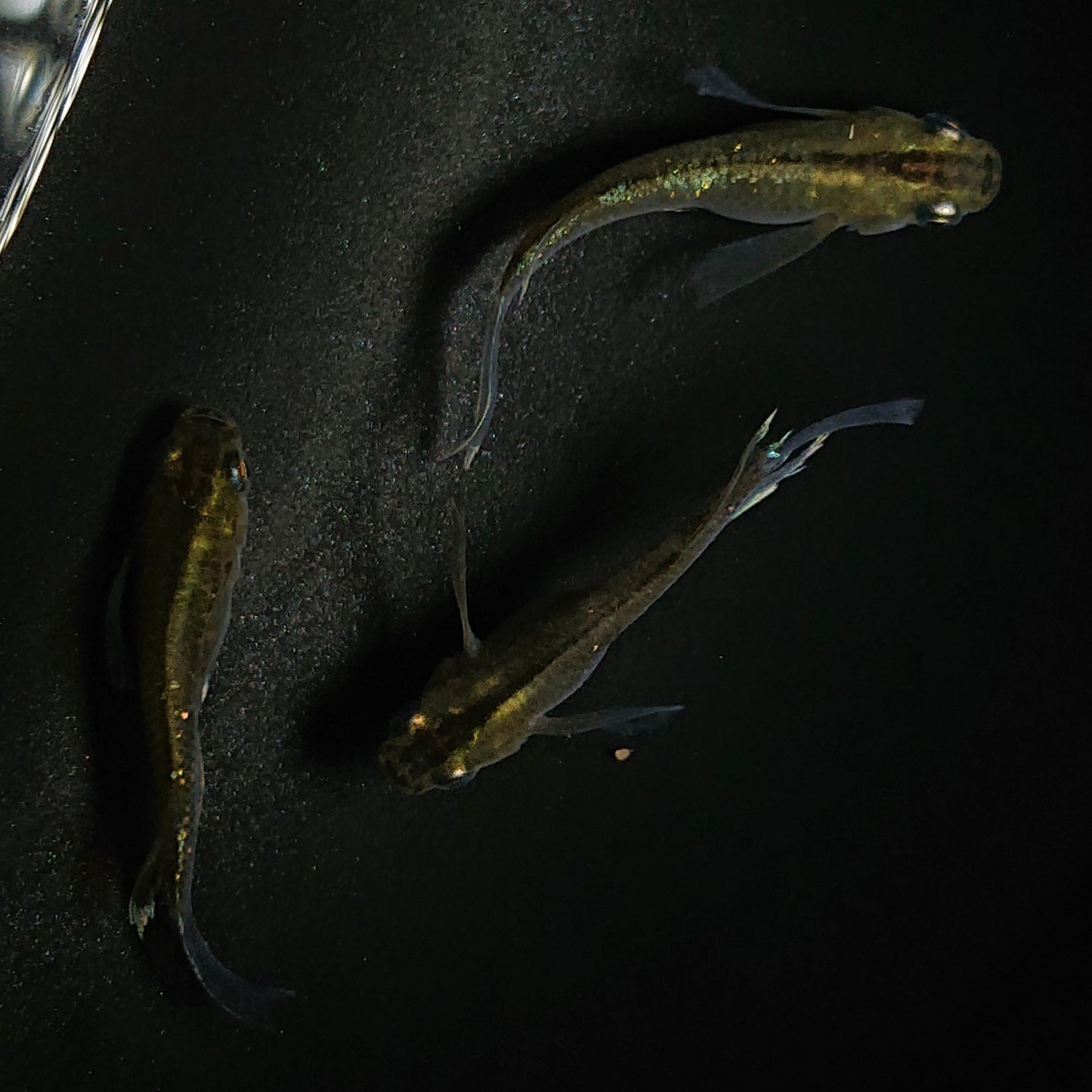 【現物】モルフォリアルロングフィン×エメラルドフィン F4 若魚 オス2メス1 0186