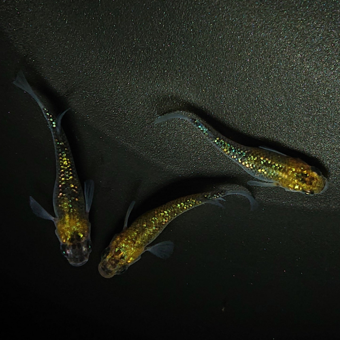 【現物】サボラメ イエロー 3匹 オス2メス1 0194