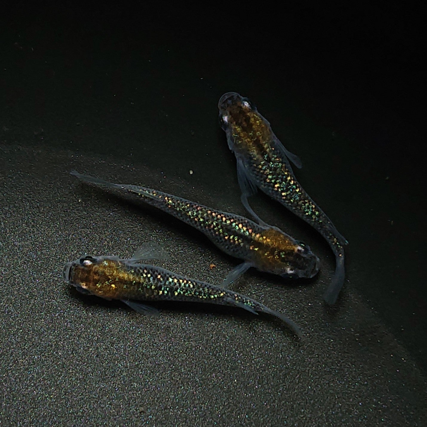 【現物】サボラメ 柿色 3匹 オス2メス1 0193