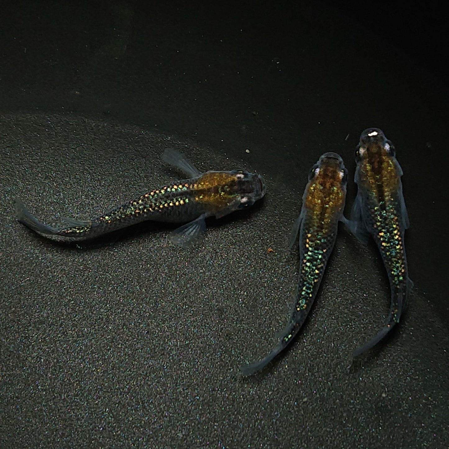 【現物】サボラメ 柿色 3匹 オス2メス1 0193