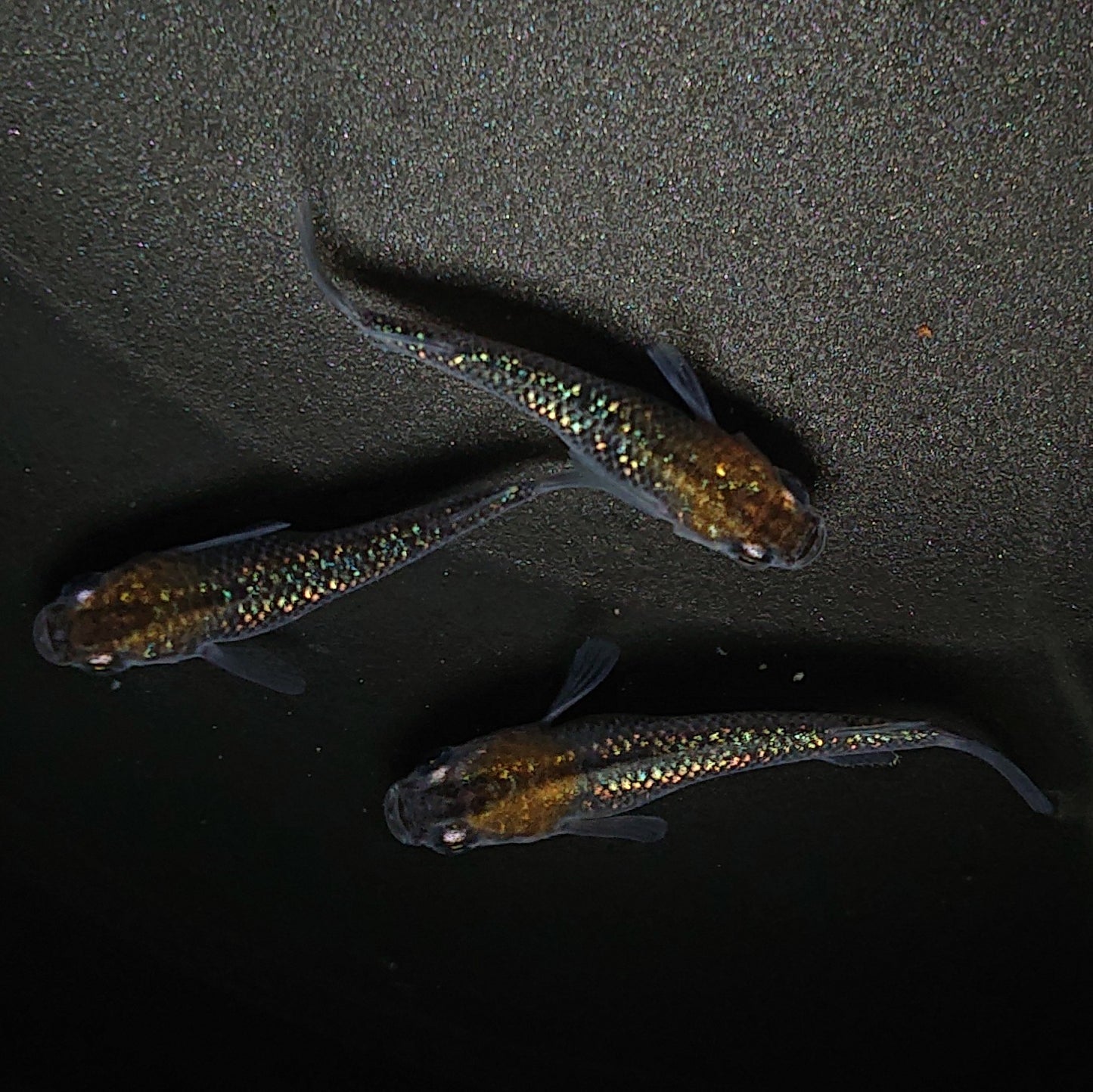 【現物】サボラメ 柿色 3匹 オス2メス1 0193
