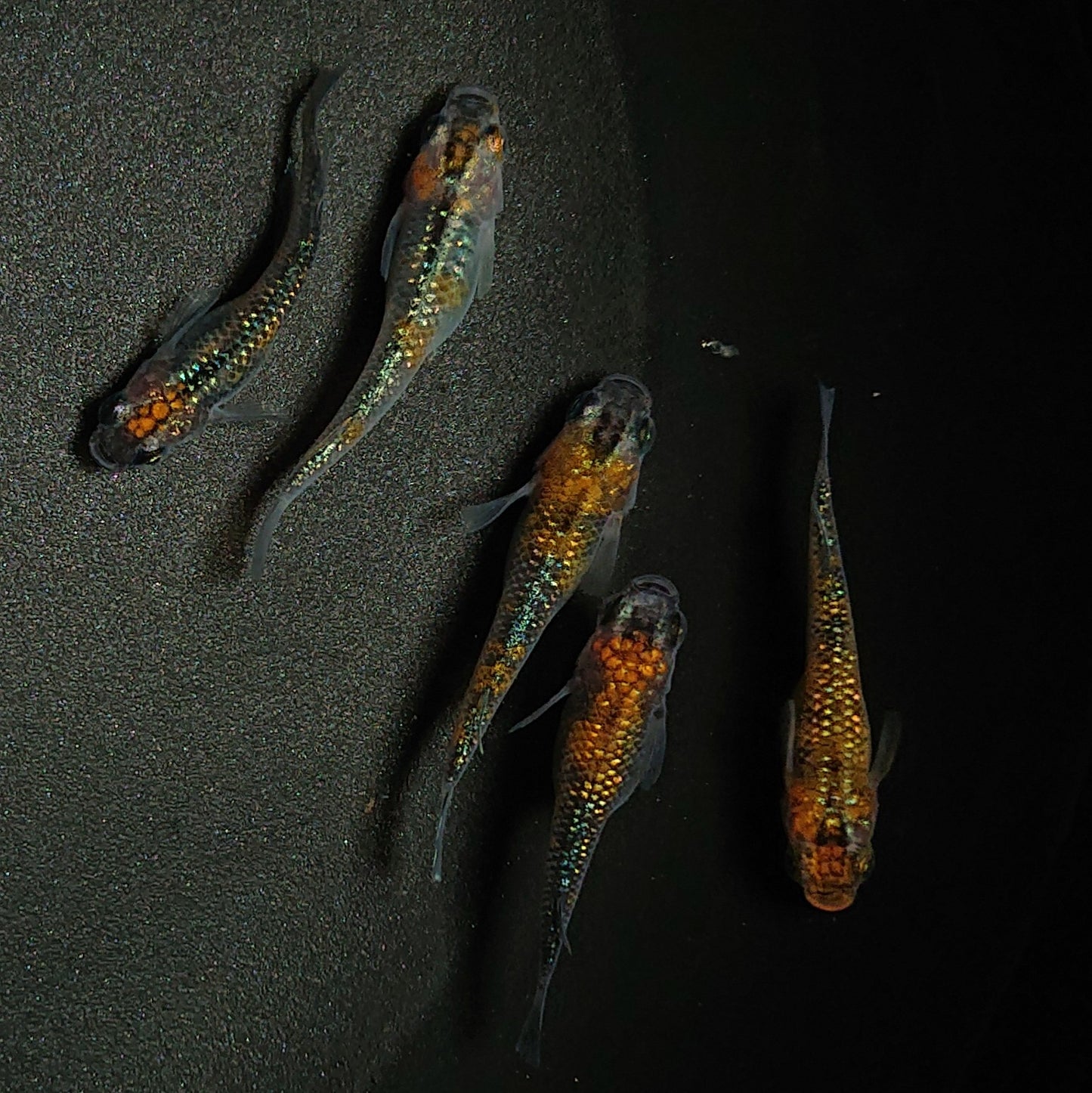 【現物】ユリシス 若魚 5匹 オス2メス3 0196