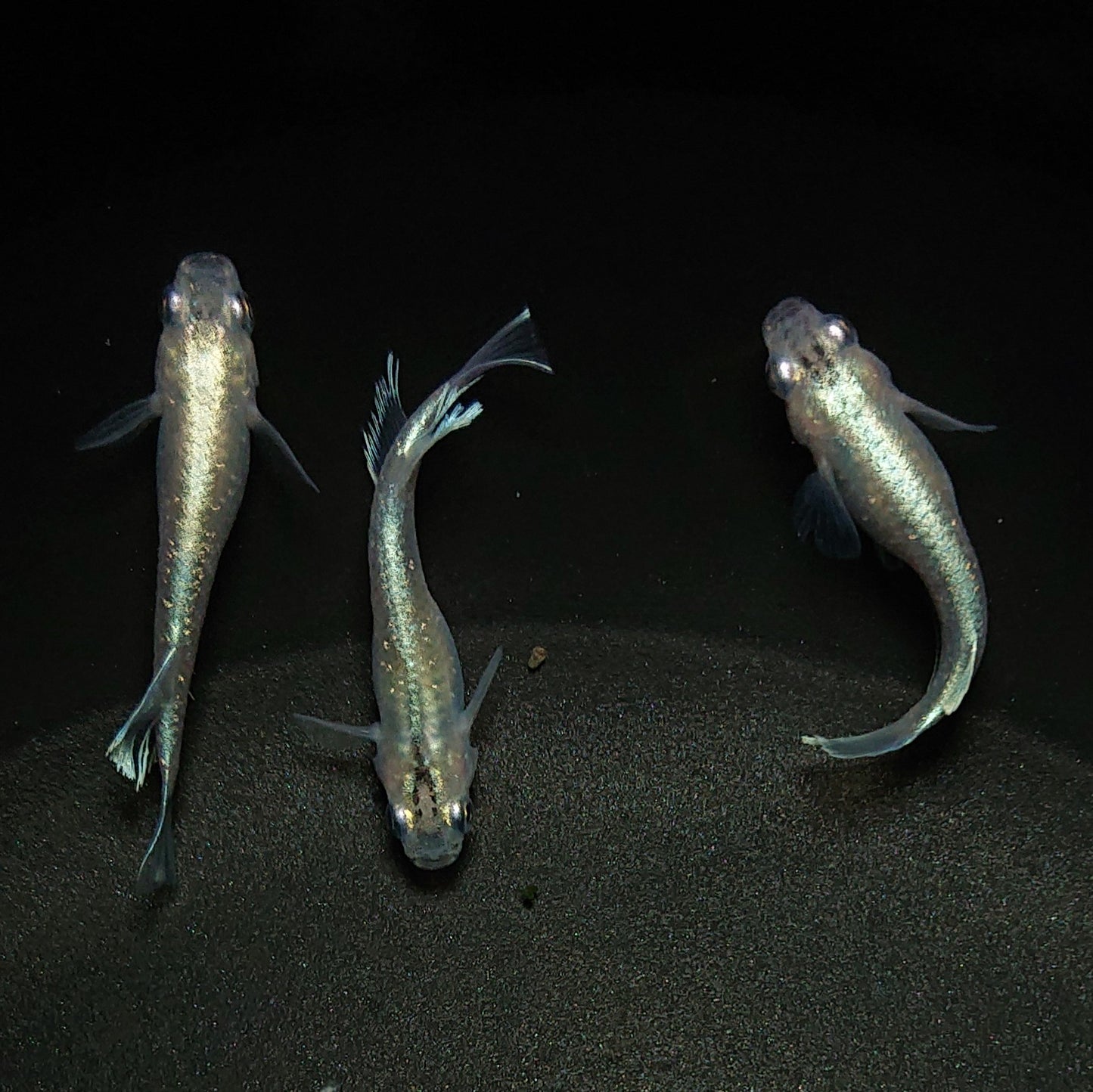 【現物】モルフォリアルロングフィン×垂水ロングフィン F4 若魚 3匹 オス2メス1 0201