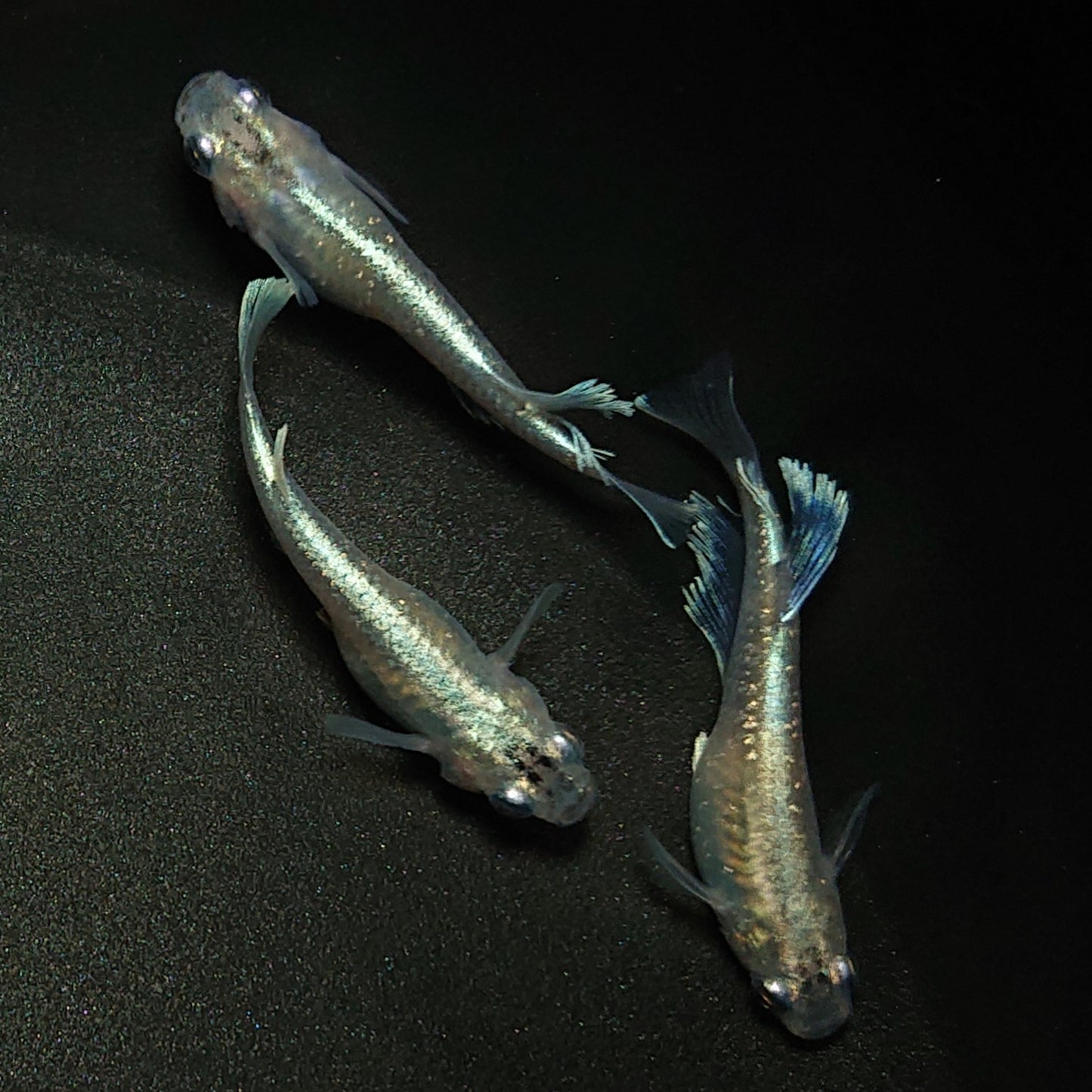 【現物】モルフォリアルロングフィン×垂水ロングフィン F4 若魚 3匹 オス2メス1 0201