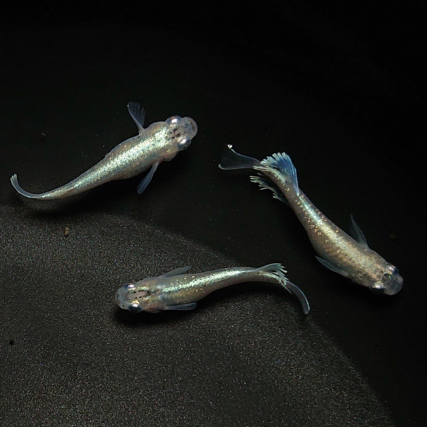 【現物】モルフォリアルロングフィン×垂水ロングフィン F4 若魚 3匹 オス2メス1 0201